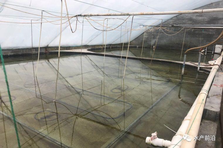 出蝦27斤/立方，連續(xù)三造成功后，工廠化養(yǎng)蝦在他看來(lái)并不難！