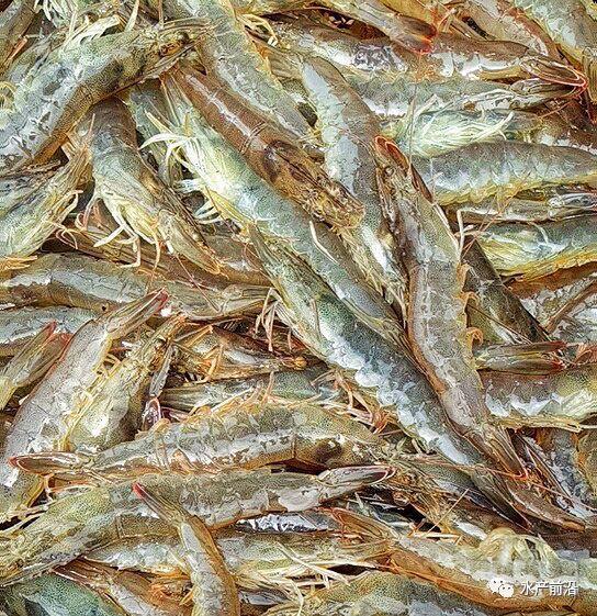 出蝦27斤/立方，連續(xù)三造成功后，工廠化養(yǎng)蝦在他看來(lái)并不難！