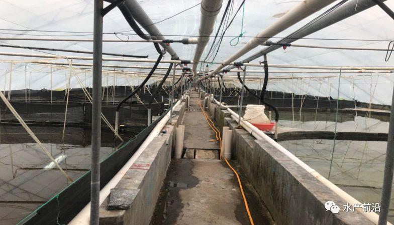 出蝦27斤/立方，連續(xù)三造成功后，工廠化養(yǎng)蝦在他看來(lái)并不難！